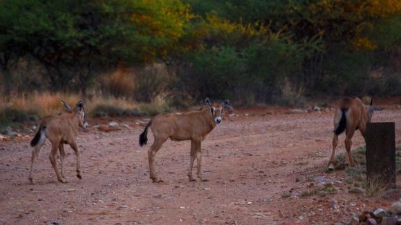 Image of Gemsbok