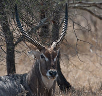 Image of Ellipsen Waterbuck