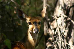 Image of Bushbuck