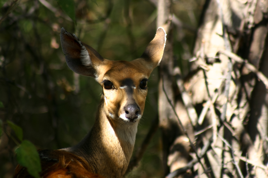 Image of Bushbuck