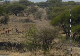 Image of Eland