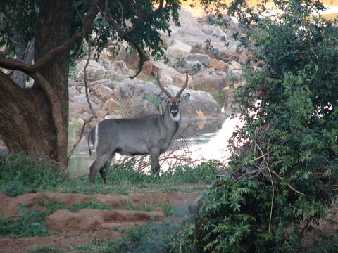 Image of Ellipsen Waterbuck