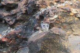 Image of Rock Hyrax