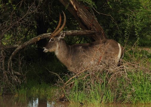 Image of Ellipsen Waterbuck