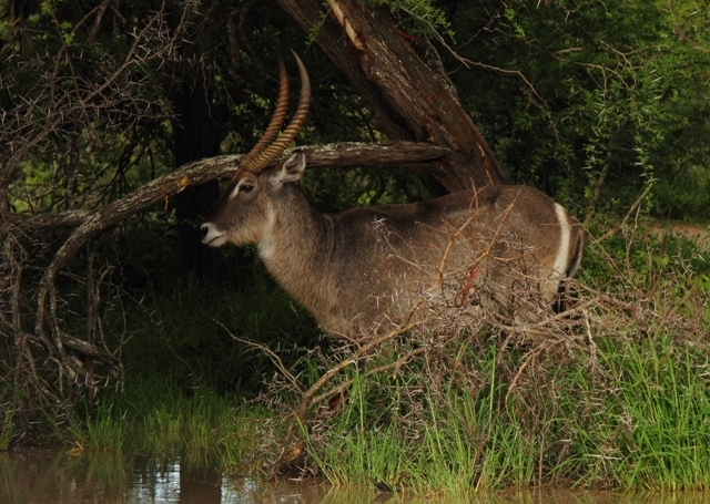 Image of Ellipsen Waterbuck