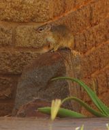 Image of Smith's Bush Squirrel