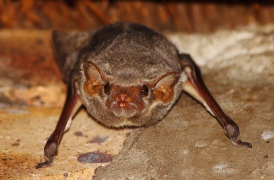 Image of Mauritian Tomb Bat