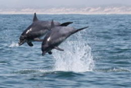 Image of Bottlenose Dolphin