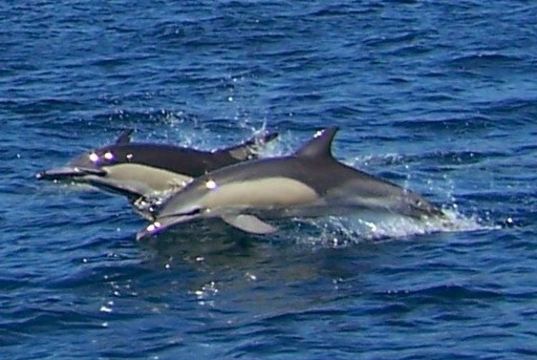 Image of common dolphins