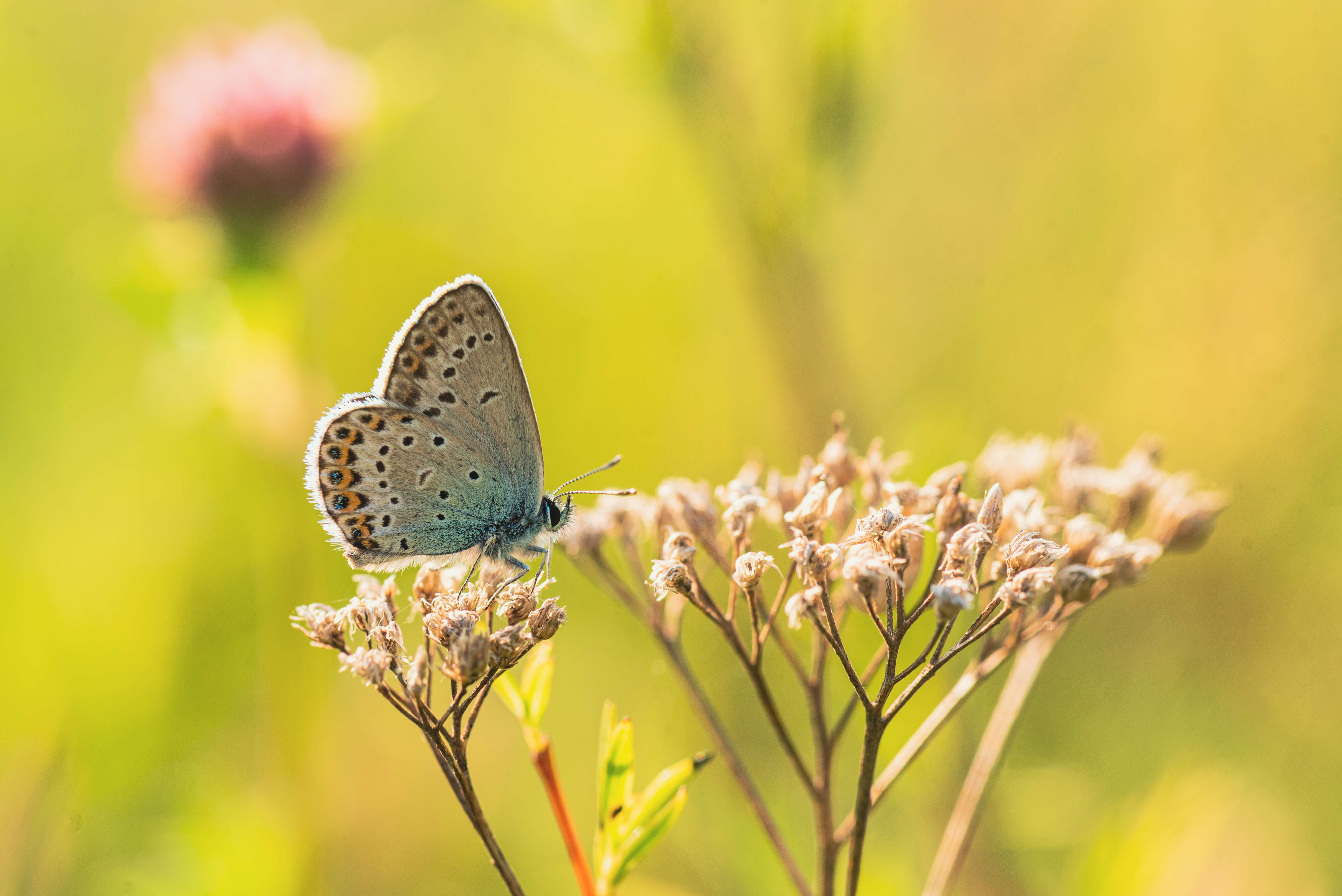 Image of Plebejus idas