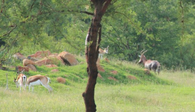 Image of Blesbok