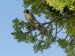 Image of Vervet Monkey