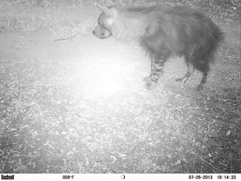 Image of Brown Hyena -- Brown Hyaena