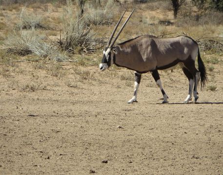 Image of Gemsbok