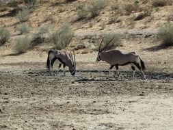 Image of Gemsbok