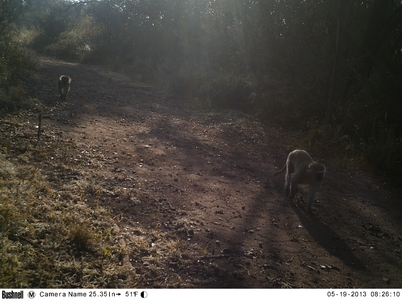 Image of Vervet Monkey