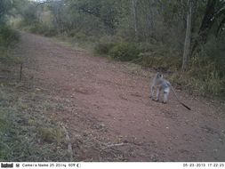 Image of Vervet Monkey