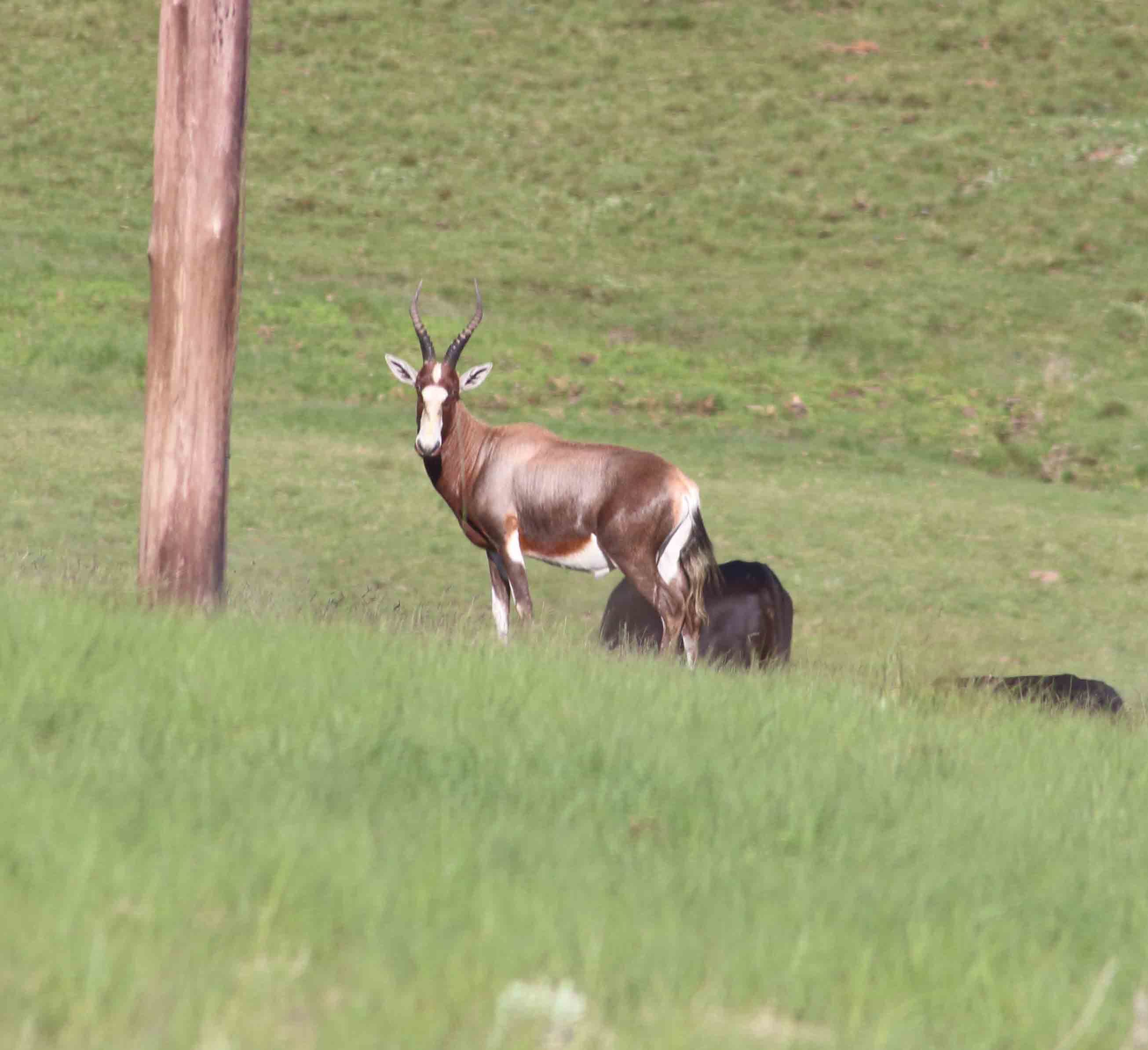 Image of Blesbok