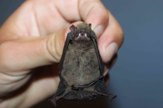 Image of Melck's House Bat