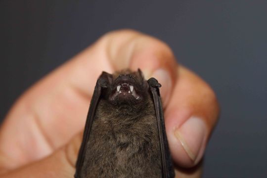 Image of Melck's House Bat