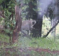 Image of Vervet Monkey