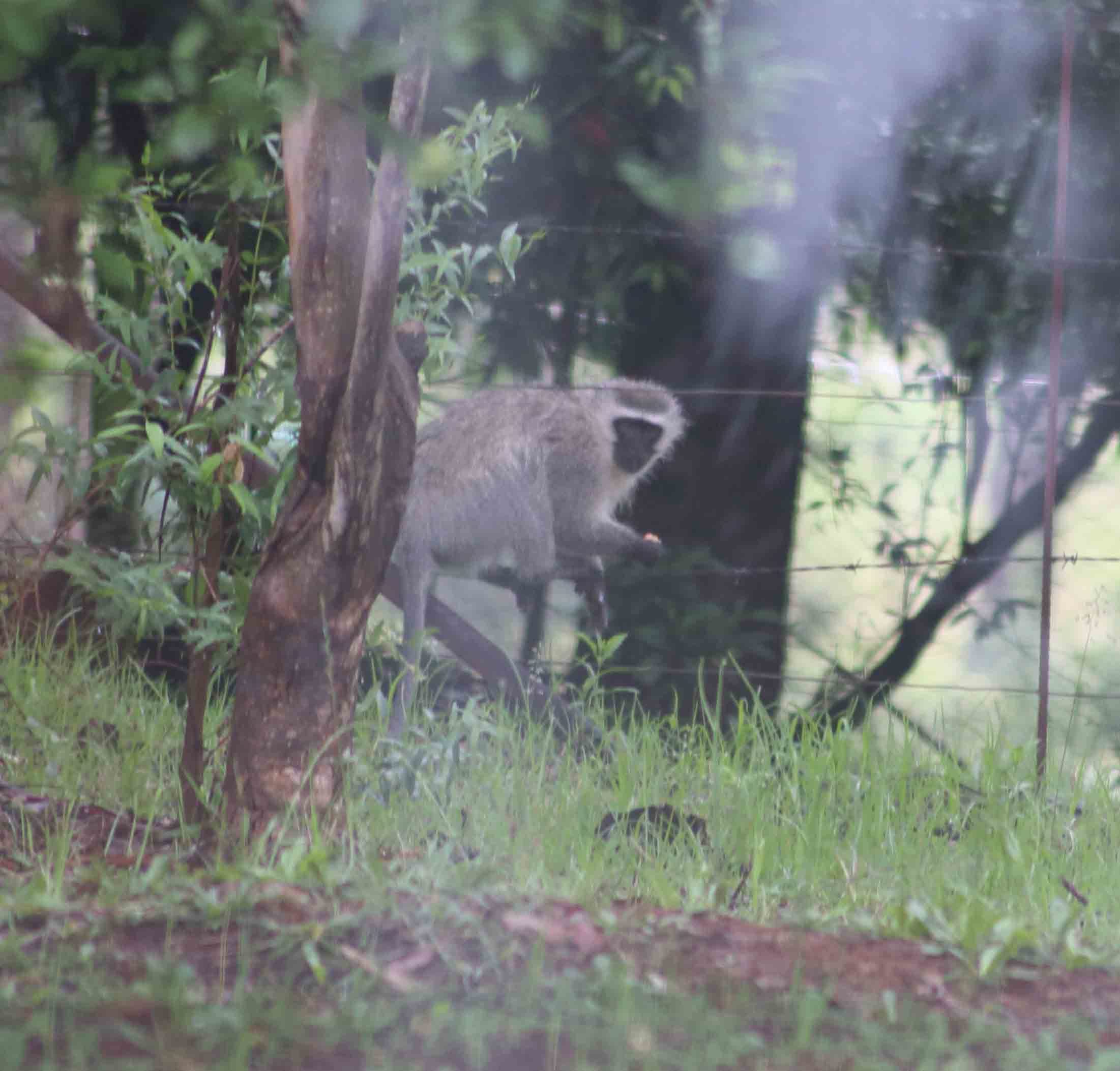 Image of Vervet Monkey