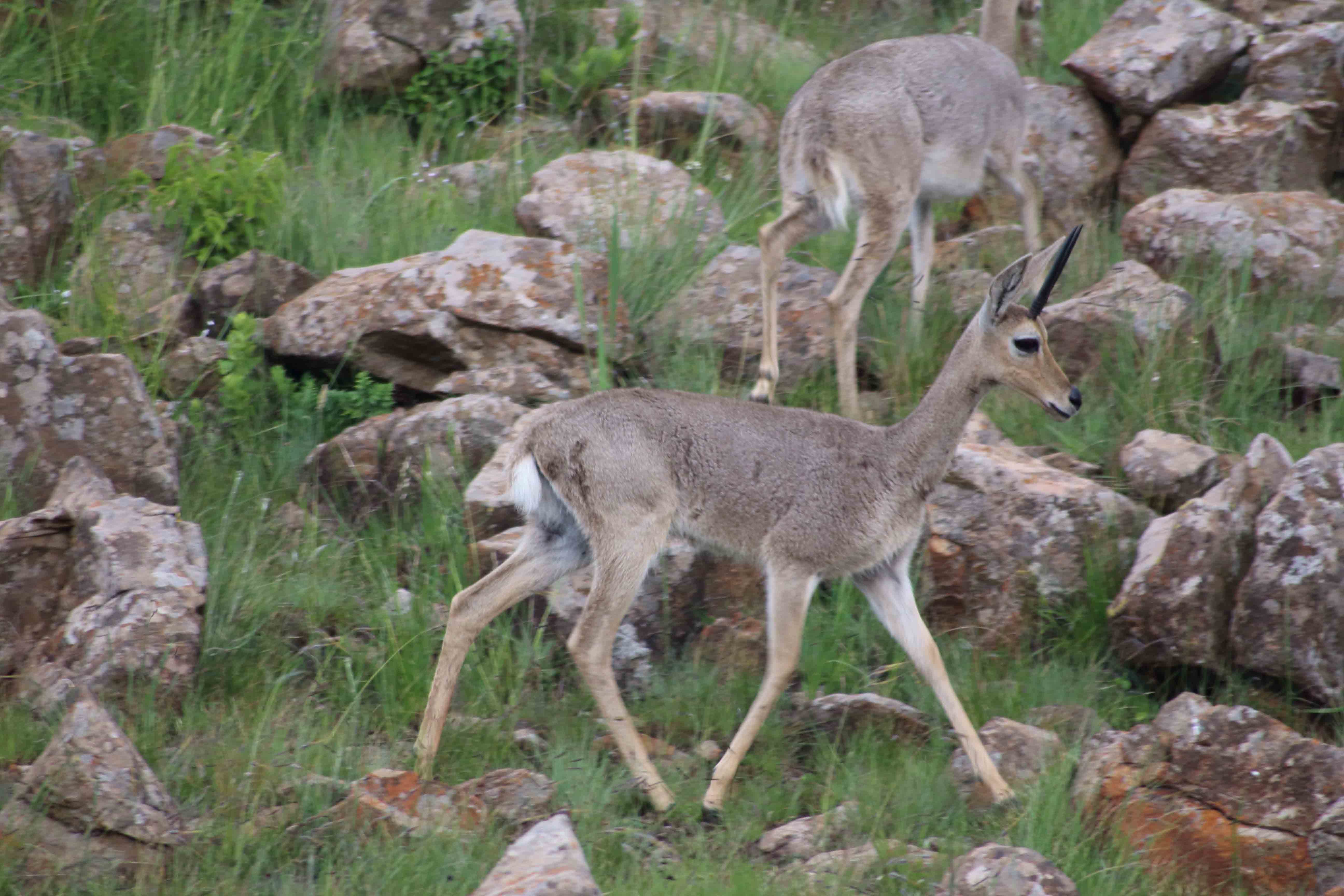 Image of Grey Rhebok