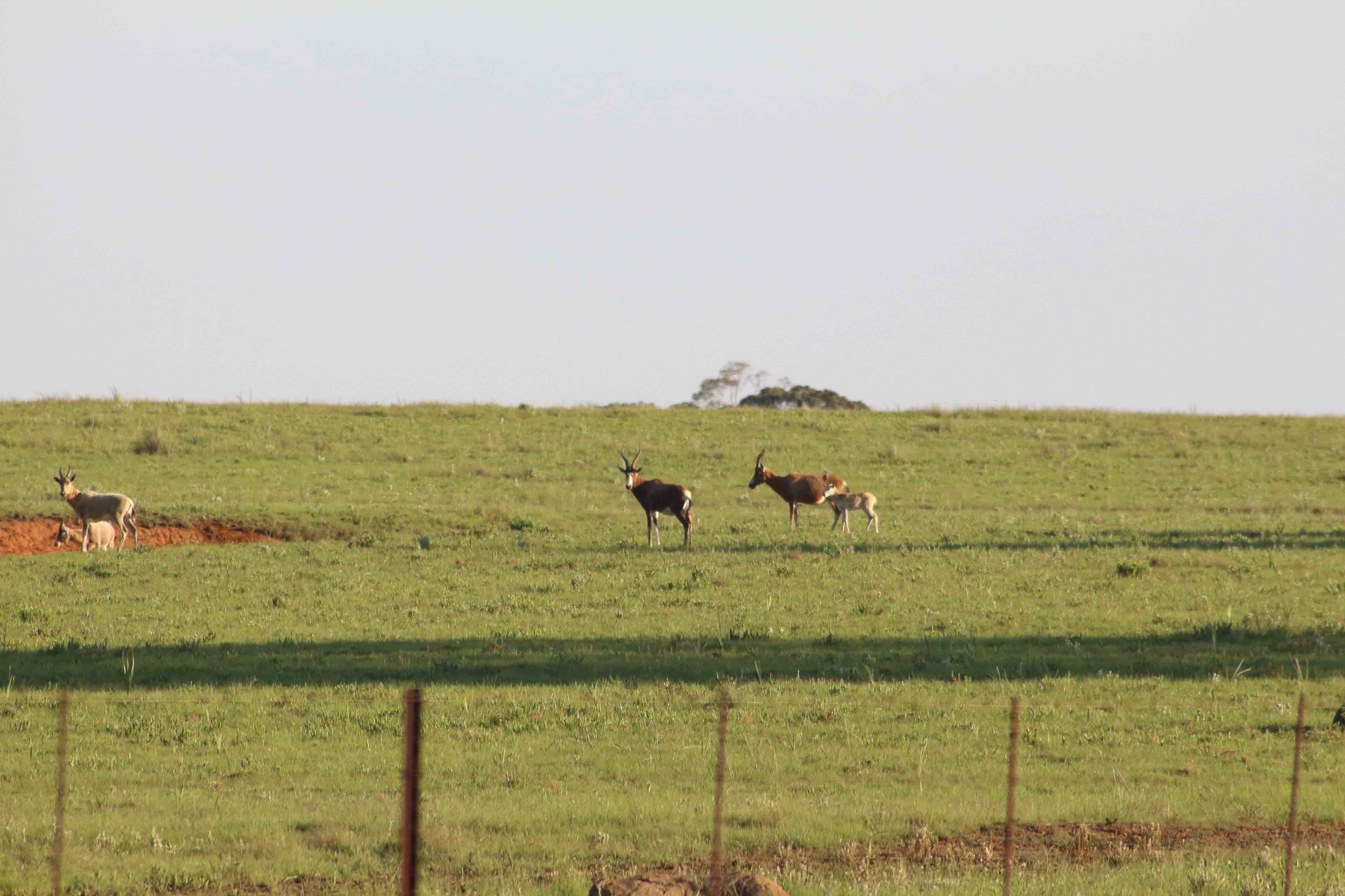 Image of Blesbok