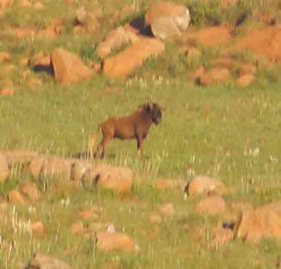 Image of Black Wildebeest