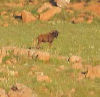 Image of Black Wildebeest