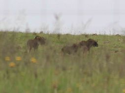 Image of Black Wildebeest