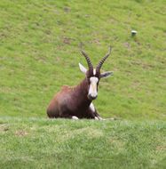 Image of Blesbok