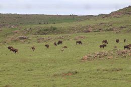 Image of Black Wildebeest