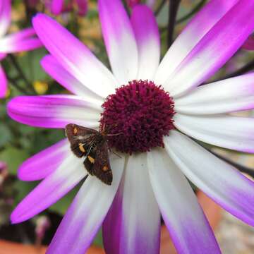 Image of Mint moth