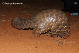 Image of Ground Pangolin -- Pangolin