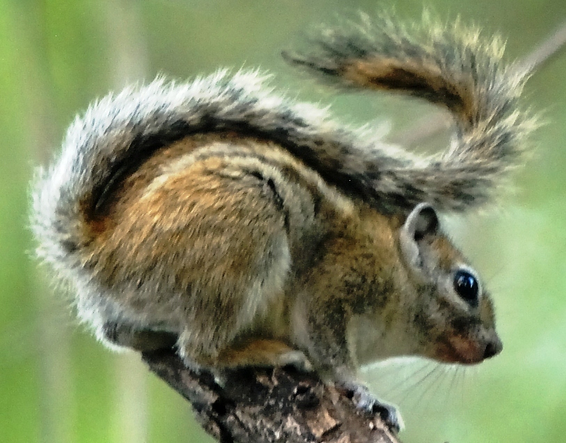 Image of Rope Squirrels