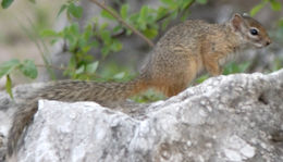 Image of Smith's Bush Squirrel