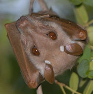 Image of Peters's Epauletted Fruit Bat