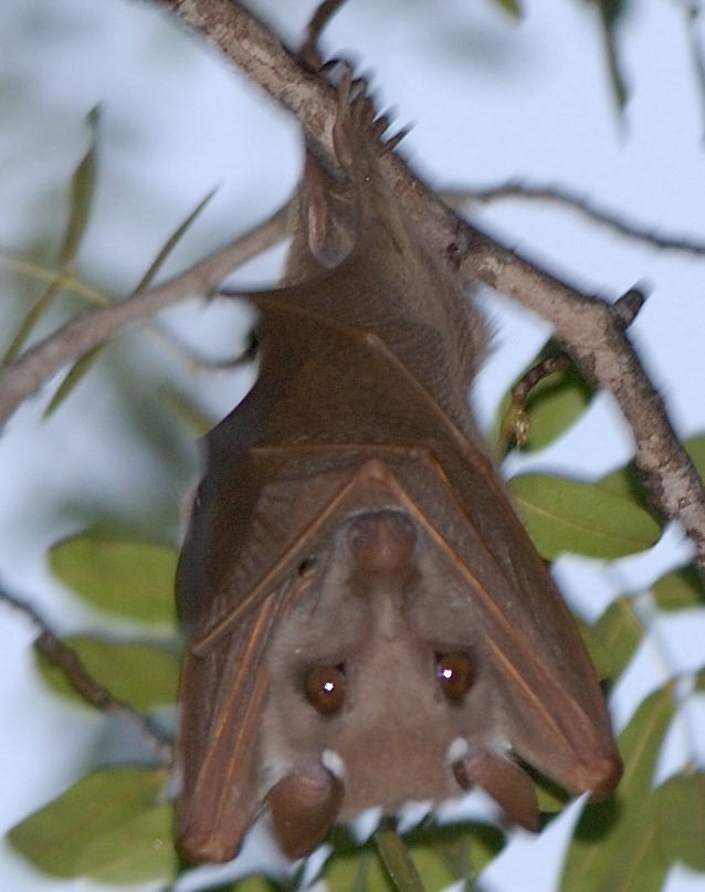 Image of Peters's Epauletted Fruit Bat