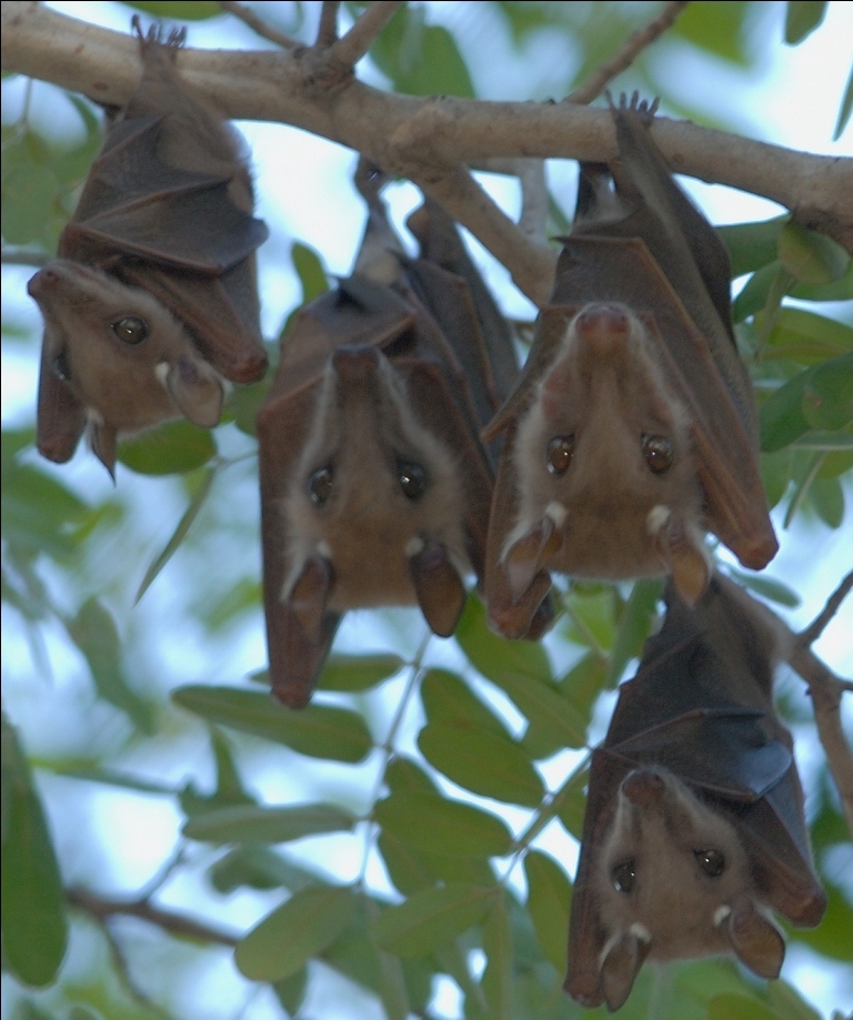 Image of Peters's Epauletted Fruit Bat