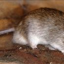 Image of Acacia Rats