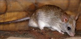 Image of Acacia Rats