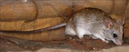 Image of Acacia Rats