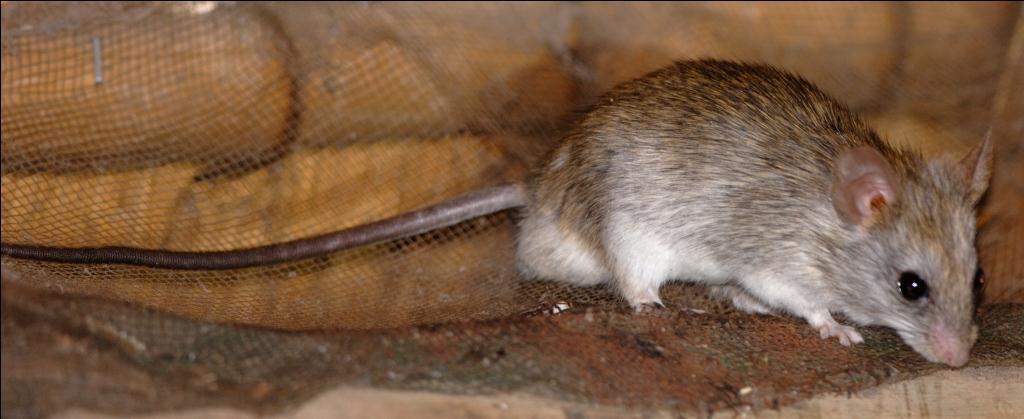 Image of Acacia Rats