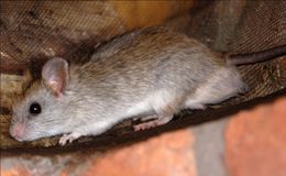 Image of Acacia Rats