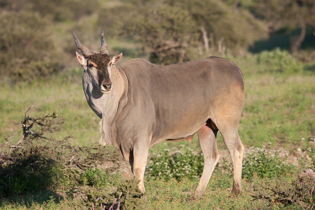 Image of Eland