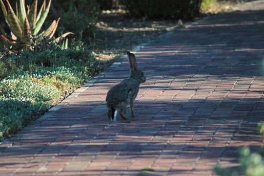 Lepus capensis Linnaeus 1758 resmi