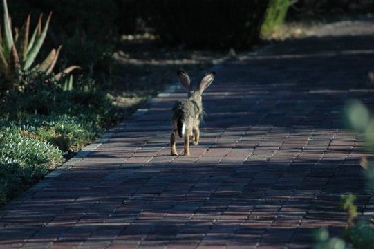 Lepus capensis Linnaeus 1758 resmi