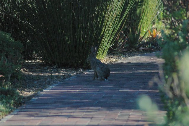 Image of Cape hare