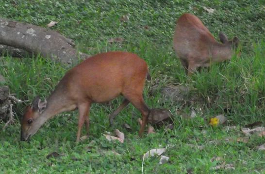 Image of Natal Duiker